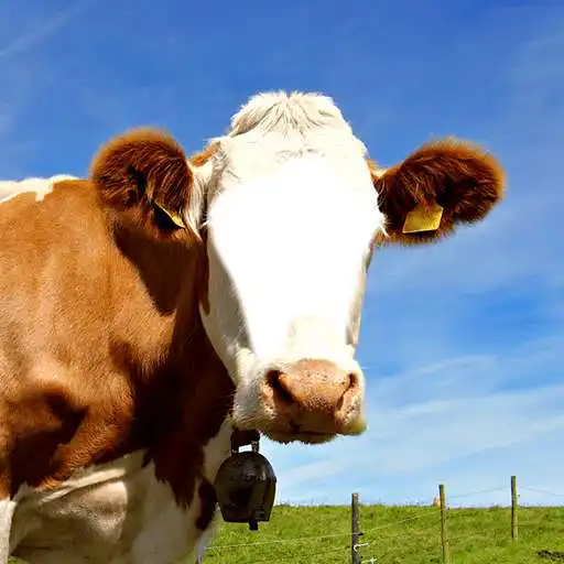 Free play online Animal Photo Montage  APK