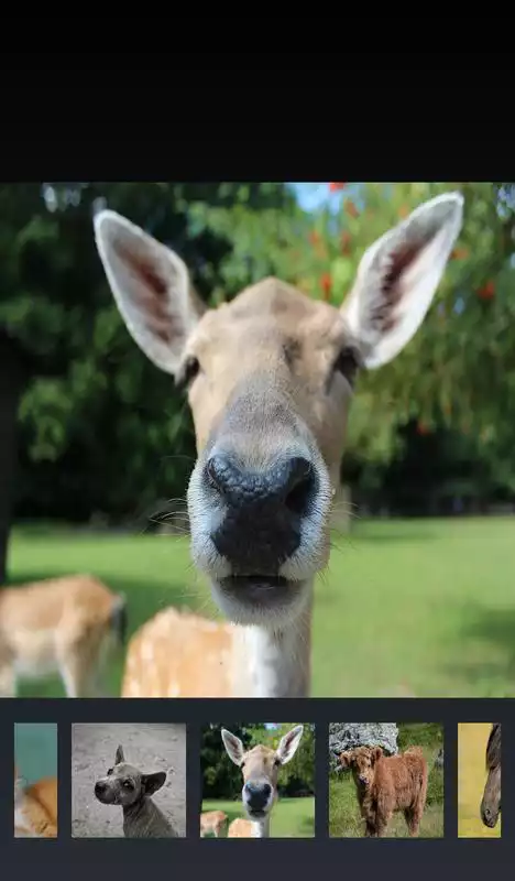 Play Animal Pics