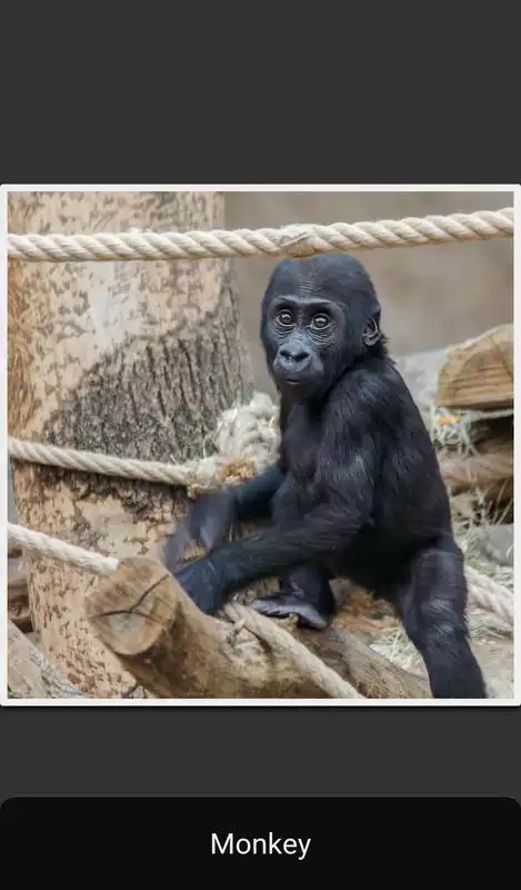 Play Animal Pics