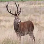Free play online Animal Picture Gallery APK Free play online Animal Picture Gallery APK
