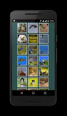 Play Animal Picture Gallery