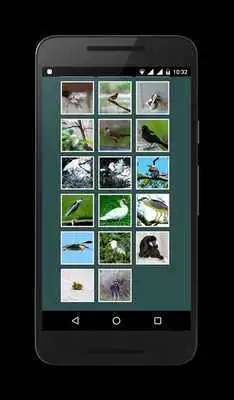 Play Animal Picture Gallery