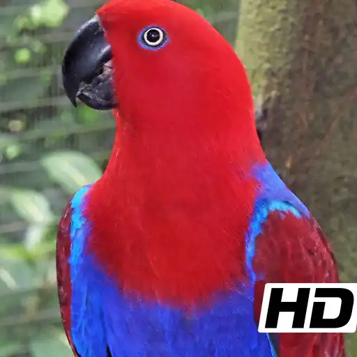 Play Animal Picture APK