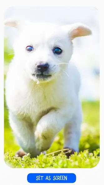 Play Animal Picture  and enjoy Animal Picture with UptoPlay