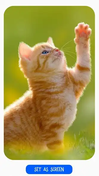 Play Animal Picture as an online game Animal Picture with UptoPlay