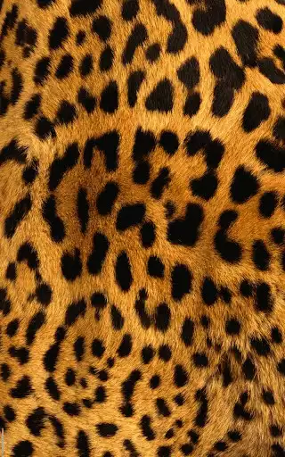 Play Animal Print Live Wallpaper HD