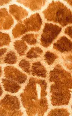 Play Animal Print Live Wallpaper HD