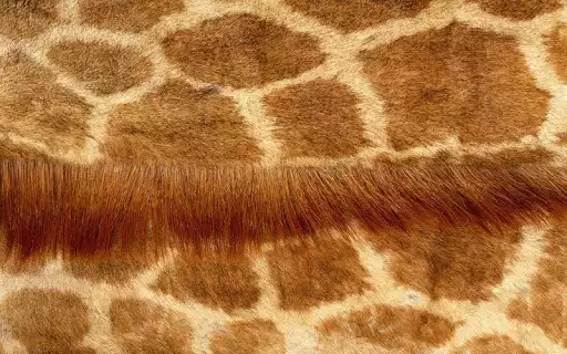 Play Animal print wallpapers