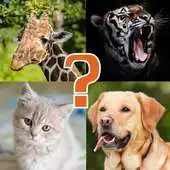 Free play online Animal Quiz - Learn All Animals and Birds for Kids APK Free play online Animal Quiz - Learn All Animals and Birds for Kids APK