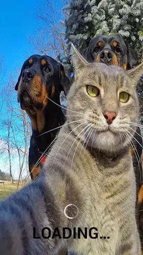 Play Animal Ringtones