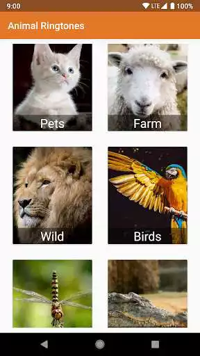 Play Animal Ringtones  Sounds  and enjoy Animal Ringtones  Sounds with UptoPlay