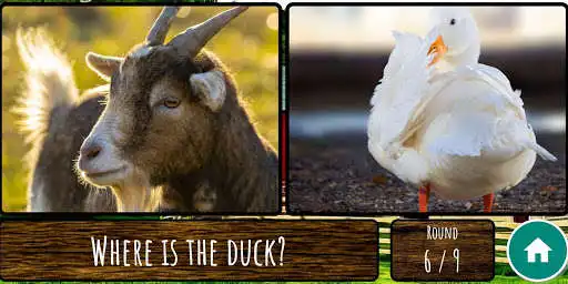 Play Animal Round as an online game Animal Round with UptoPlay