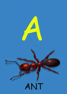 Play Animals Alphabets