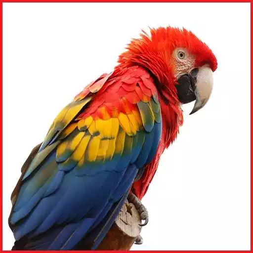 Run free android online Animals and Birds APK Run free android online Animals and Birds APK