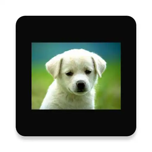 Free play online Animals and Birds Sounds APK