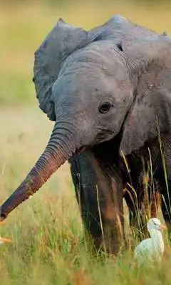 Play Animals Collection Play Animals Collection