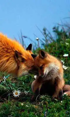 Play Animals Collection Play Animals Collection