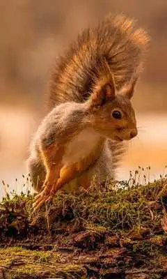 Play Animals Collection Play Animals Collection