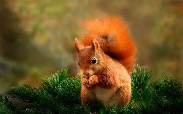 Play Animals Collection Play Animals Collection