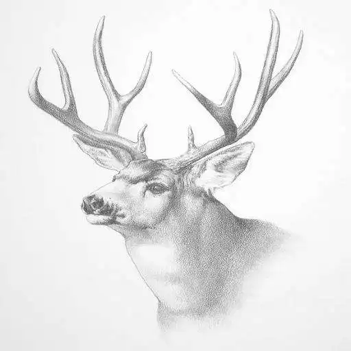 Play Animals Drawing APK Play Animals Drawing APK