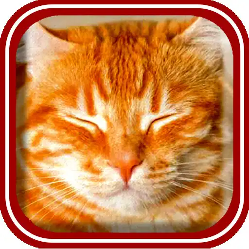 Play Animals for kids (Latvian) APK Play Animals for kids (Latvian) APK