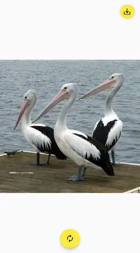 Play Animals Gallery  and enjoy Animals Gallery with UptoPlay