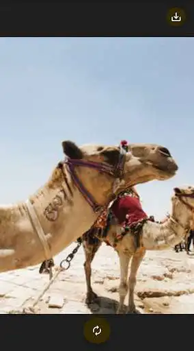 Play Animals Gallery as an online game Animals Gallery with UptoPlay