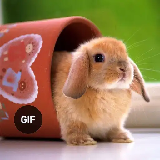 Play Animals GIFs APK Play Animals GIFs APK