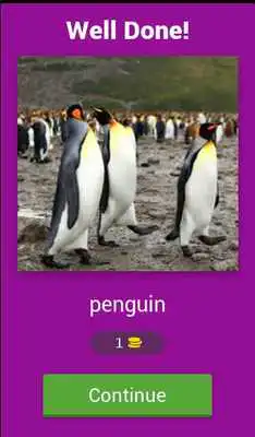 Play Animals Guessing