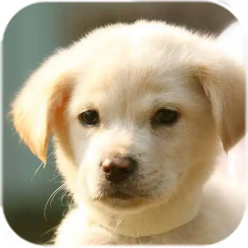 Free play online Animals Live Wallpaper APK