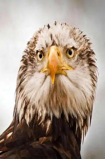 Play Animals Live Wallpaper