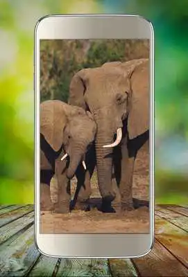 Play Animals Live Wallpaper