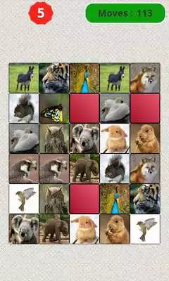 Play Animals Matching Game