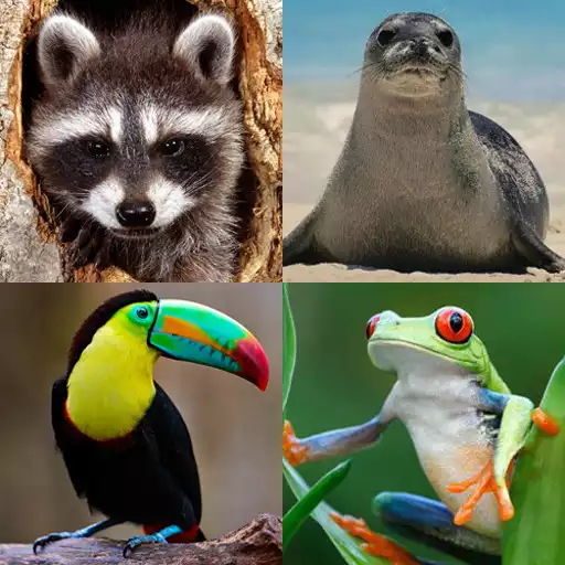Play Animals Memory Game APK Play Animals Memory Game APK