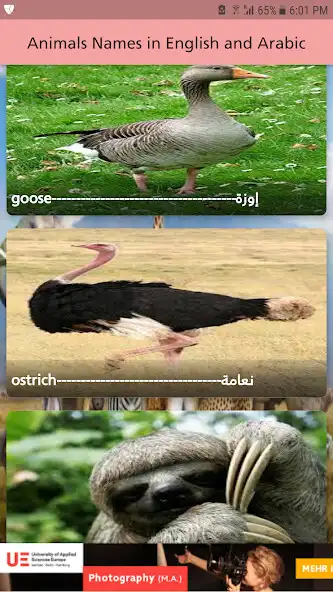 Play Animals Names in English and Arabic as an online game online Animals Names in English and Arabic with UptoPlay Play Animals Names in English and Arabic as an online game Animals Names in English and Arabic with UptoPlay