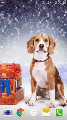 Play Animal Snow Live Wallpaper