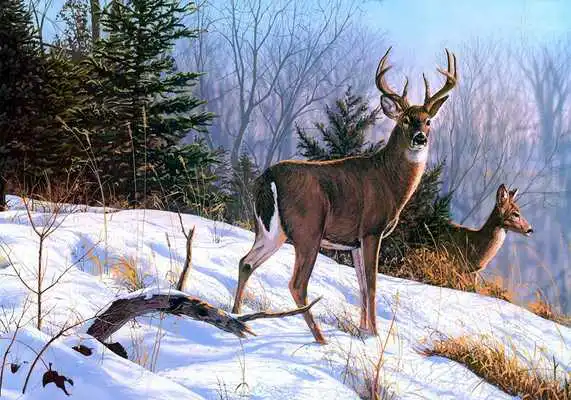 Play Animals Oil Painting Puzzle