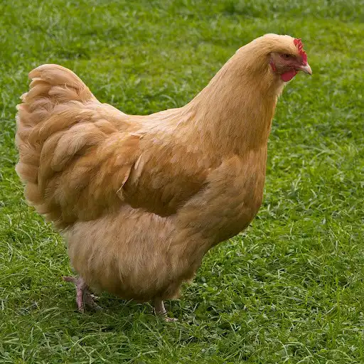 Play Animal Soundboard as an online game Animal Soundboard with UptoPlay