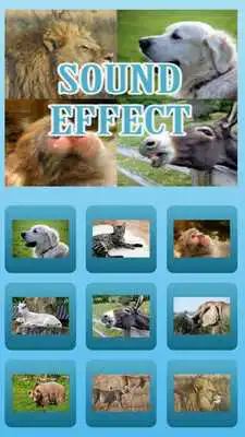 Play animal sound effects