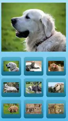 Play animal sound effects