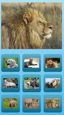 Play animal sound effects
