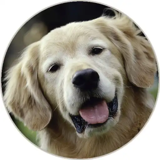 Play Animal sounds and Ringtone APK Play Animal sounds and Ringtone APK