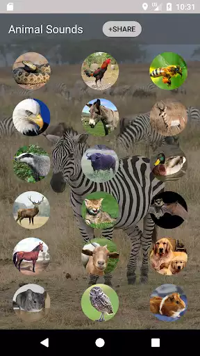 Play Animal sounds and Ringtone  and enjoy Animal sounds and Ringtone with UptoPlay