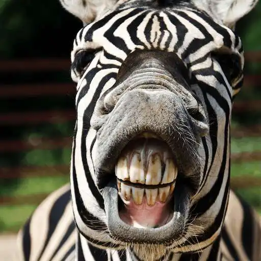 Play Animal Sounds Buttons & Ringtones APK