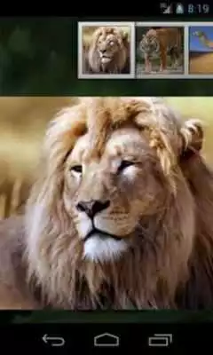 Play Animal Sounds for Kids Free