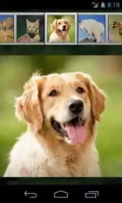 Play Animal Sounds for Kids Free