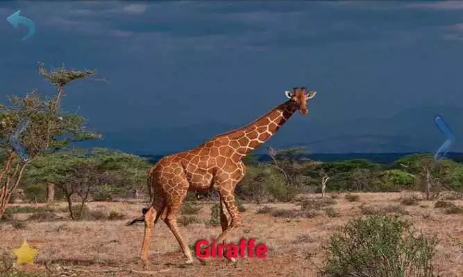 Play Animal Sounds for Kids Free