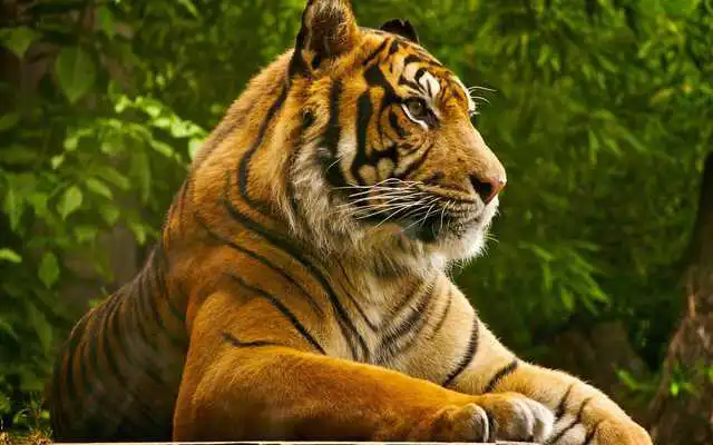 Play Animal Sounds HD