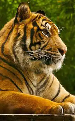 Play Animal Sounds HD