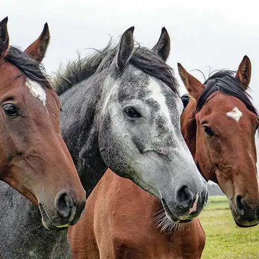 Play Animal sounds horse APK Play Animal sounds horse APK